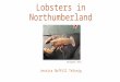 Lobsters in Northumberland Jessica Duffill Telsnig (McLoughney, 2013)