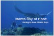Manta Ray of Hope Racing to Save Manta Rays. Manta and Mobula Rays Slow reproduction  highly vulnerable – Mature 10 to 20 years; 1 pup every 1 to 5 years