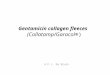 Gentamicin collagen fleeces (Collatamp/Garacol (Collatamp/Garacol®) A.F.J. De Bruin