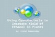 Using Cyanobacteria to Increase Yield of Ethanol in Plants By: Vishal Mummareddy
