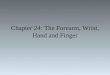 Chapter 24: The Forearm, Wrist, Hand and Finger. Anatomy of the Forearm