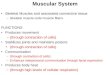 Muscular System Skeletal Muscles and associated connective tissue –Skeletal muscle cells=muscle fibers FUNCTIONS Produces movement –(through contraction