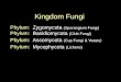 Kingdom Fungi Phylum: Z ygomycota (Sporangium Fungi) Phylum: B asidiomycota (Club Fungi) Phylum: A scomycota (Cup Fungi & Yeasts) Phylum: M ycophycota