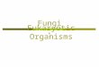 Fungi Eukaryotic Organisms. Fungi  Mycology: The study of fungi.  Fungi: A diverse group! Can be… Heterotrophic: Any organism that cannot synthesize