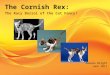 Click to add text The Cornish Rex: The Racy Borzoi of the Cat Fancy! Amanda Bright June 2011