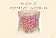 24-1 Lecture 22 Digestive System II. 24-2 Small Intestine Site of greatest amount of digestion and absorption Divisions –Duodenum (“twelve finger widths”)