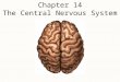 Chapter 14 The Central Nervous System. Brain – Directional Terms and Landmarks Rostral (toward the forehead) - Caudal (toward the cord) Major parts of
