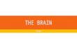 THE BRAIN Notes. THE THREE PARTS OF A BRAIN  Forebrain-higher intellectual functions, such as speech and abstract thought. It controls the pain, hunger,