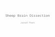 Sheep Brain Dissection Jared Peet. Warm Up – Class 5 – Sheep Brain Dissection As you enter the lab, please find your assigned table. At your table, take