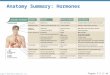 Copyright © 2010 Pearson Education, Inc. Figure 7-2 (1 of 2) Anatomy Summary: Hormones