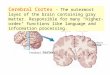 Cerebral Cortex Cerebral Cortex - The outermost layer of the brain containing gray matter. Responsible for many "higher- order" functions like language