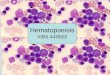 Hematopoeisis VIBS 443/602. Peripheral blood smear (May-Grunwald-Giemsa) 113