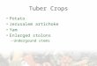 Tuber Crops Potato Jerusalem artichoke Yam Enlarged stolons –Undergound stems
