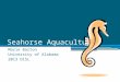 Seahorse Aquaculture Marie Barton University of Alabama 2013 DISL