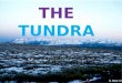 THE TUNDRA TUNDRA PLANTS By Haley Bogle What is the reproduction of the plants there?  Plants spread their seeds to reproduce  Soil is permanently