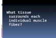 What tissue surrounds each individual muscle fiber?