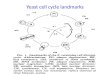 Yeast cell cycle landmarks. Isolation of temperature sensitive mutants 1500 ts mutants 146 Cdc- phenotype 32 cdc complementation groups