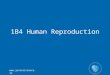 Www.juniorscience.ie 1B4 Human Reproduction.  OB31 use wall charts or other illustrative diagrams to identify and locate the main