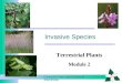 Caring for Your Land Series of Workshops Invasive Species Terrestrial Plants Module 2