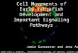 Cell Movements of Early Zebrafish Development and Important Signaling Pathways Jamie Gunnarson and Jena Arne All images are taken from S. Gilbert, “Developmental