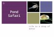 + Life in a drop of water Pond Safari. + Ted Talk: Edith Widder The Weird, Wonderful World of Bioluminescence 