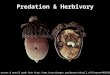 Predation & Herbivory Photo of acorns & weevil grub from 
