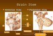 Brain Stem Anterior View Anterior View Posterior View Adducent 7 & 8 th 12 9,10,11 5 3 4 Facial colliculus Striae Medullare