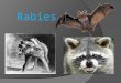 Rabies. What is Rabies  Rabies is a zoonotic disease cause by a rhabdovirus which infects the central nervous tissue and salivary gland often resulting