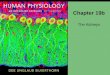 Chapter 19b The Kidneys. Reabsorption Principles governing the tubular reabsorption of solutes and water Figure 19-11 Na + is reabsorbed by active transport