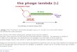 The phage lambda ( ) A phage (from 'bacteria' and Greek phagein ( , 'to eat') is a virus that infects and sometimes lyses bacteria. Like viruses
