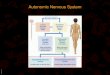 BIMM118 Autonomic Nervous System. BIMM118 Autonomic Nervous System