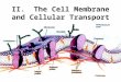 II. The Cell Membrane and Cellular Transport. A. Membrane Function 1.Membranes are Selectively Permeable. That is, they control what materials enter and