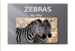 By: Ally ZEBRAS. There are many interesting facts about a zebra! One interesting fact is that zebras are black with white stripes!!! Interesting Facts