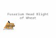 Fusarium Head Blight of Wheat. Fusarium Head Blight (FHB) Also called head scab Caused by the fungus Fusarium – Survives on grass crop residues Corn Grain