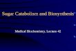 Sugar Catabolism and Biosynthesis Medical Biochemistry, Lecture 42