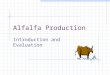 Alfalfa Production Introduction and Evaluation Introduction Medicago sativa Introduced into US 1736 Oldest cultivated forage crop Rich in protein, vitamins,
