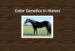 Color Genetics in Horses. Coat Color Genetics Theory – Coat colors are just that, a theory. Research on coat color and genetics is an ongoing research
