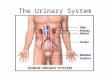 The Urinary System. Function Maintain the consistency of fluids in the body Similar to a water purification plant