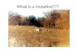 What is a mutation???. GENETIC MUTATIONS MISTAKES IN DNA