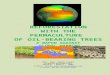 REFORESTATION WITH THE PERMACULTURE OF OIL-BEARING TREES A WAPON AGAINST GLOBAL WARMING PROF. HANS-JÜRGEN FRANKE JATROPHA-RESEARCH-NET ARACAJU - BRAZIL