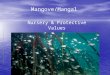 Mangove/Mangal Nursery & Protective Values. What is a nursery? Historically Historically –An area that supports a higher density or abundance of immature