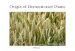Origin of Domesticated Plants Wheat. Plant Germ Plasm The first category of germ plasm includes the native or indigenous varieties of cultivated crop