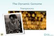 The Dynamic Genome Transposons. What are Transposons? Transposable element (transposon): a sequence of DNA that is competent to move from place to place