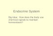 Endocrine System Big Idea: How does the body use chemical signals to maintain homeostasis?