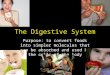 The Digestive System Purpose: to convert foods into simpler molecules that can be absorbed and used by the cells of the body