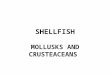 SHELLFISH MOLLUSKS AND CRUSTEACEANS. Shellfish are distinguished from fin fish by their hard outer bodies and their lack of backbones or internal skeletons
