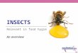 INSECTS Relevant in food hygiene An overview. General Characteristics  Most specious-rich class in the animal kingdom  1 Mio. insects described (realistic: