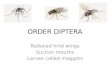 ORDER DIPTERA Reduced hind wings Suction mouths Larvae called maggots