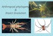 Arthropod phylogeny & Insect Evolution. Objectives: Identify characteristics of the Arthropoda Discuss Arthropod Phylogeny Characteristics of major taxa
