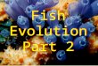 Fish Evolution Part 2. * Fish were the first vertebrates * Tunicates link the invertebrates and vertebrates